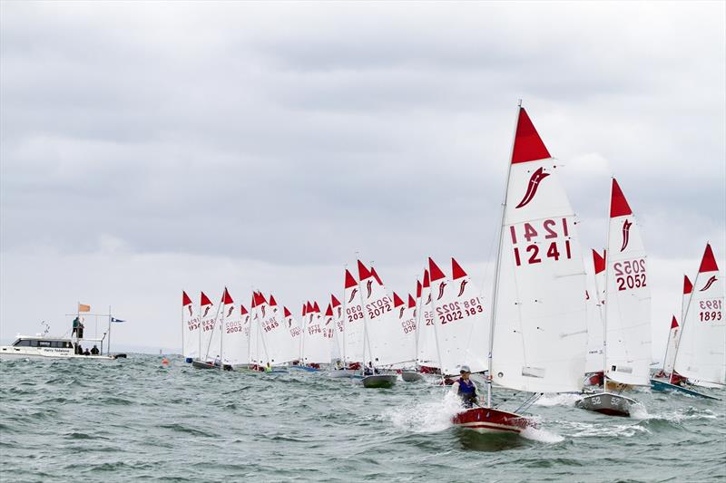 39th Sabre Australian Championships - Big fleet start photo copyright Alex McKinnon taken at  and featuring the Sabre class