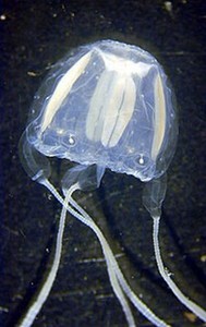 irukandji-jellyfish-02 photo copyright SW taken at  and featuring the  class