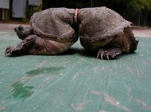 Turtle caught in plastic - Ocean Crusaders - photo © Ian Thomson