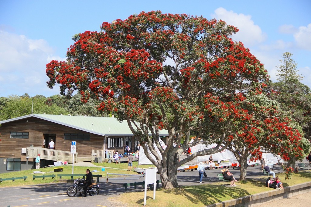 New Zealand Christmas tree, the Pohutukawa, in full flower at Wakatere Boating Club photo copyright Richard Gladwell www.photosport.co.nz taken at  and featuring the  class