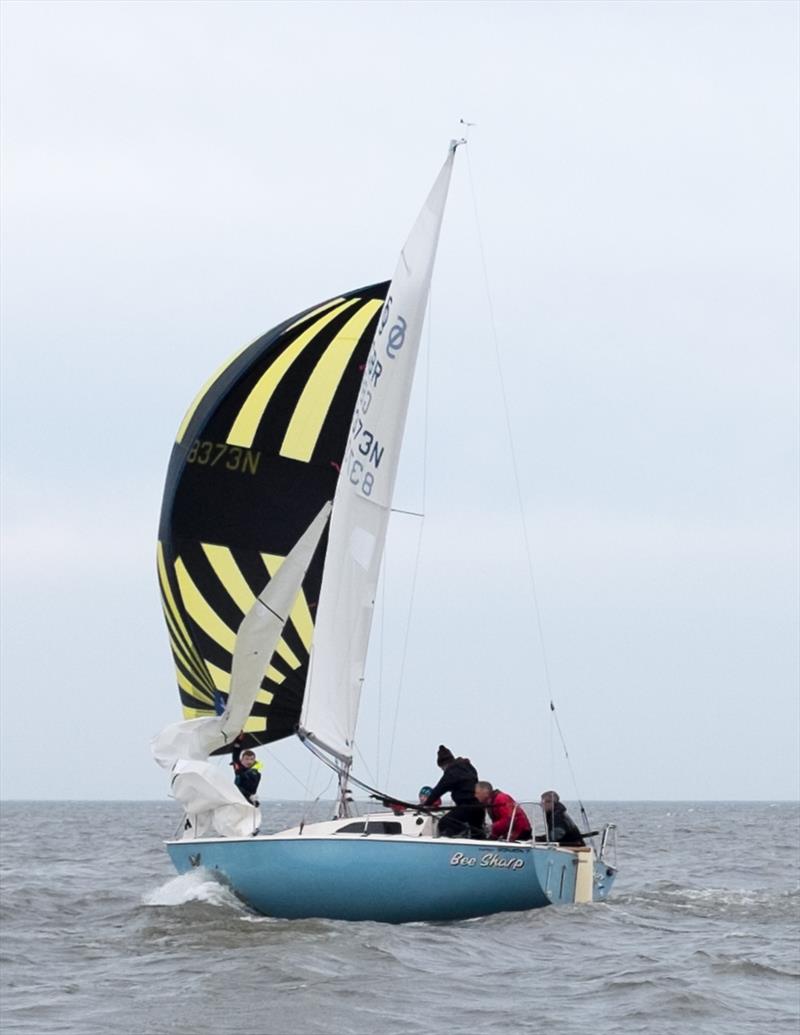 Bee Sharp, New Year's Race Winner photo copyright Scarborough Yacht Club taken at Scarborough Yacht Club and featuring the Sonata class