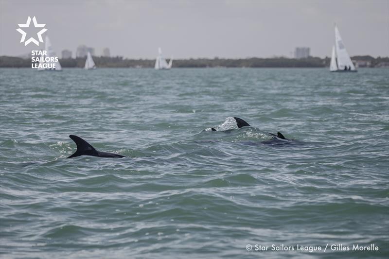 Racing on day 3 for the Stars at the Bacardi Cup 2017 in Miami - photo © Gilles Morelle / Star Sailors League