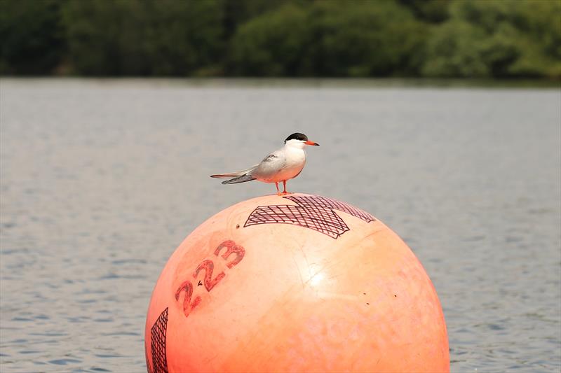 First to the windward mark on day 1 of the 2021 Streaker Nationals at Staunton Harold photo copyright Karen Langston taken at Staunton Harold Sailing Club and featuring the Streaker class