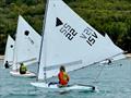 Sunfish racing in the U.S. Virgin Islands &copy; International Sunfish Class Association (ISCA)