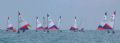 The fleet at the 2001 Arun Topper Open © Roger Elliman