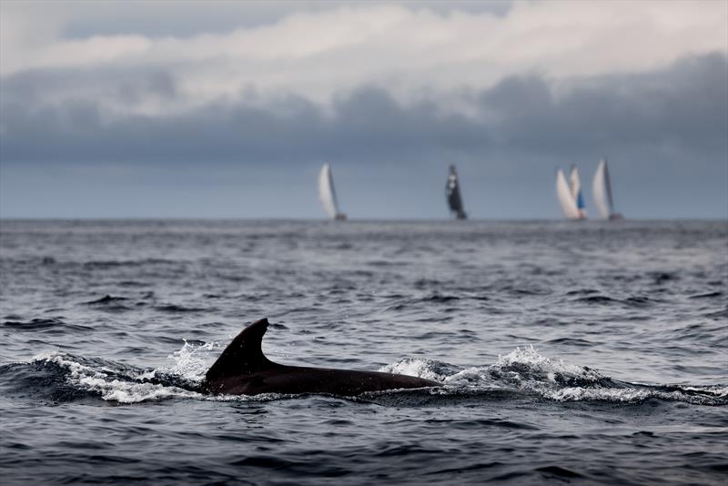 The finish of Leg One of The Ocean Race Europe from Lorient, France to Cascais, Portugal. - photo © Sailing Energy