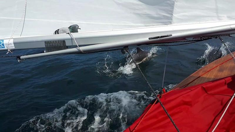 Will Hodshon and Rich Mitchel sailed around Great Britain in a Wayfarer in 15 days photo copyright Nipegegi taken at  and featuring the Wayfarer class