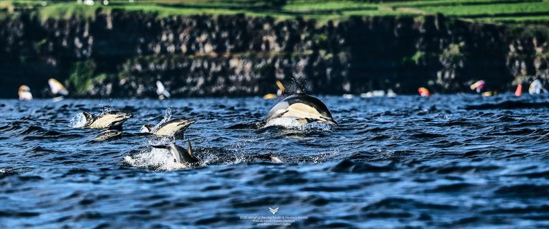2025 Wingfoil Racing Youth and Masters Worlds Day 2 - Dolphins on the course! photo copyright IWSA media/Robert Hajduk taken at  and featuring the Wing Foil class