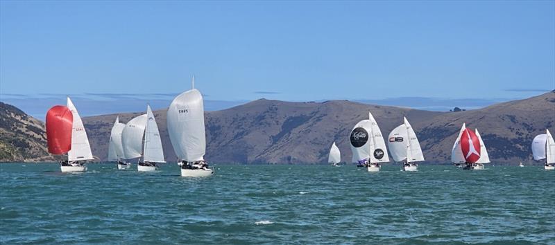 Southern Championships - Young 88 - March 2024 photo copyright Young 88 Assoc taken at Royal New Zealand Yacht Squadron and featuring the Young 88 class